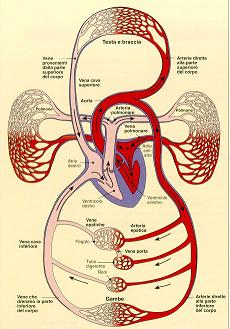 sistema_cardiovascolare.jpg